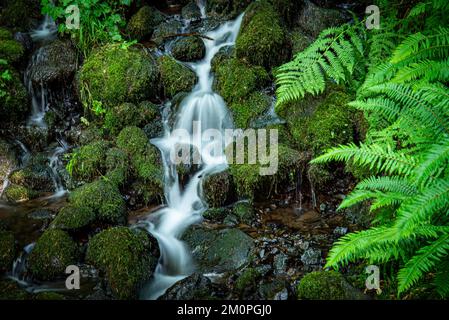 Cascata nella costa meridionale dell'Oregon Foto Stock