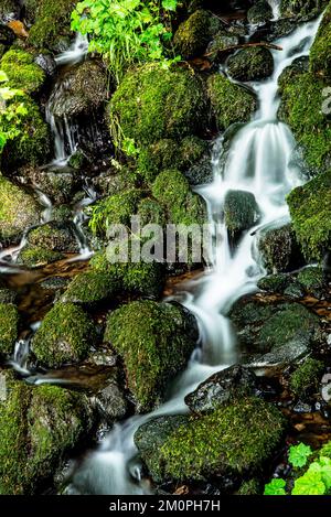 Cascata nella costa meridionale dell'Oregon Foto Stock