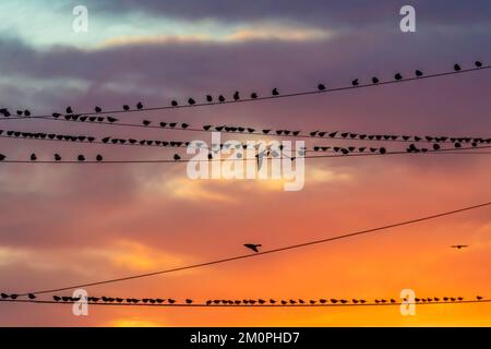 European Starlings su cavi elettrici vicino alla Route 66 a Winslow, Arizona, USA Foto Stock