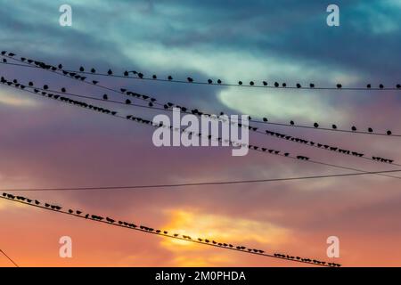 European Starlings su cavi elettrici vicino alla Route 66 a Winslow, Arizona, USA Foto Stock