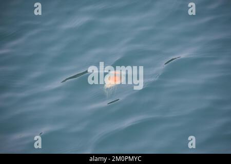 Meduse galleggianti nell'oceano artico Foto Stock