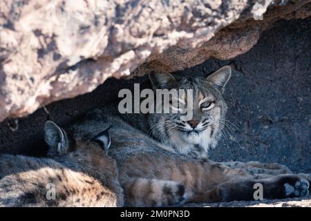 Bobcat al Arizona-sonora Desert Museum di Tucson, Arizona Foto Stock