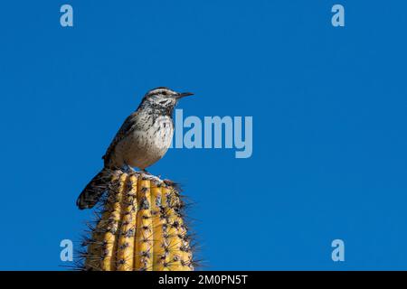 Arroccato Cactus Wren su Cactus presso l'Arizona-sonora Desert Museum di Tucson Foto Stock