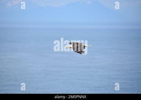 Aquila calva in volo contro il cielo blu brillante Foto Stock