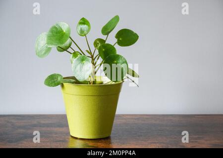 Moneta cinese pianta, casa pianta, vaso pianta, arredamento casa Foto Stock