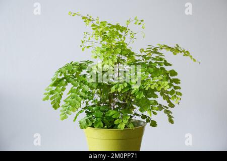 Felce maidenhair, Adidantum, pianta della casa, vaso pianta, arredamento per la casa Foto Stock