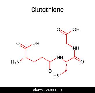 Struttura molecolare del glutatione. Il glutatione è un antiossidante in piante, animali, funghi, batteri e arcaea. Formula strutturale vettoriale del composto chimico con legami rossi e etichette di atomi neri. Illustrazione Vettoriale