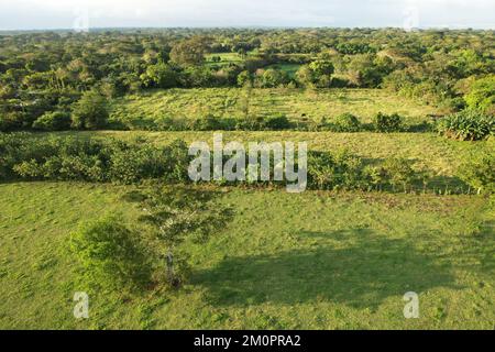 Verde agricoltura piantagione sfondo vista aerea drone Foto Stock