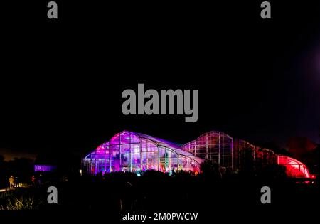 La Glasshouse illuminata nel 2022° evento annuale Christmas Glow, RHS Garden Wisley, Surrey, con illuminazioni colorate di notte Foto Stock