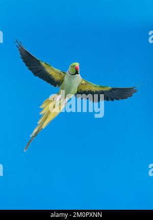 PARAKEET ad anello / Rose-ringed - in volo Foto Stock