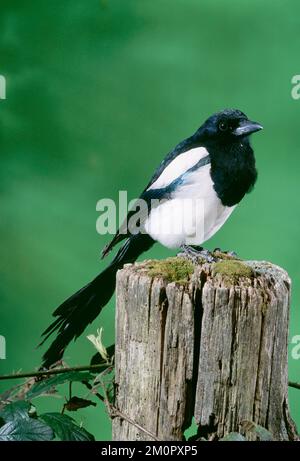 MAGPIE - SU PALO DI RECINZIONE Foto Stock