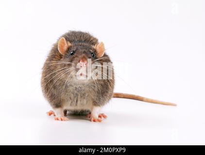 Marrone / comune / Norvegia RAT - fronte. Foto Stock