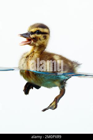 ANATRA - Mallard anatroccolo in acqua Foto Stock