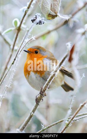 Bird - Robin in un ambiente gelido Foto Stock