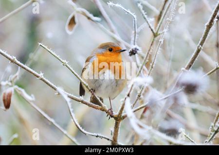 Bird - Robin in un ambiente gelido Foto Stock