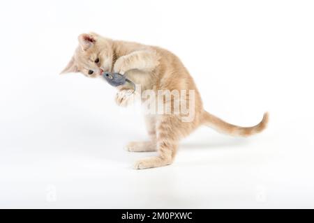CAT. gattino di tabby di crema che plying con un mouse giocattolo Foto Stock