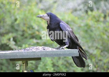 Rook - sul tavolo per l'alimentazione degli uccelli Foto Stock