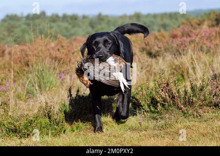 CANE. Labrador tenendo l'inguine in bocca camminando attraverso Foto Stock