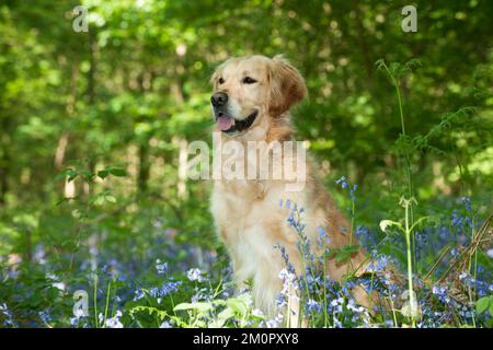 CANE - Golden retriever seduta in bluebells Foto Stock