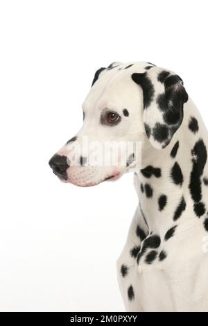CANE - Dalmata (colpo di testa) Foto Stock