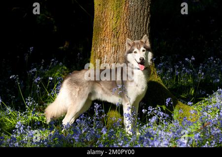 CANE - Husky siberiano in piedi in bluebells Foto Stock
