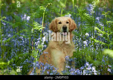 CANE - Golden retriever seduta in bluebells Foto Stock