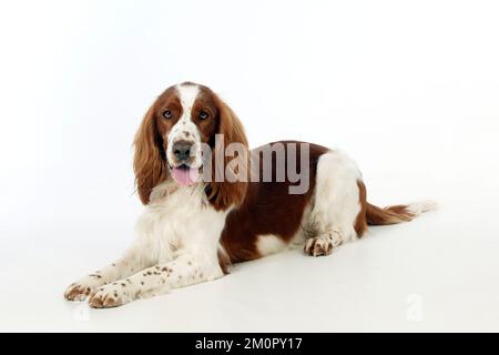 CANE - springer gallese spaniel sdraiato Foto Stock