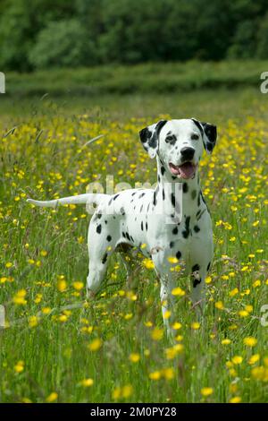 CANE - Dalmatian in piedi in campo buttercup Foto Stock