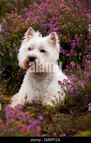 CANE - West Highland bianco terrier seduta in erica Foto Stock