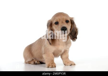 Cane - Dachshund cucciolo di 7 settimane Foto Stock