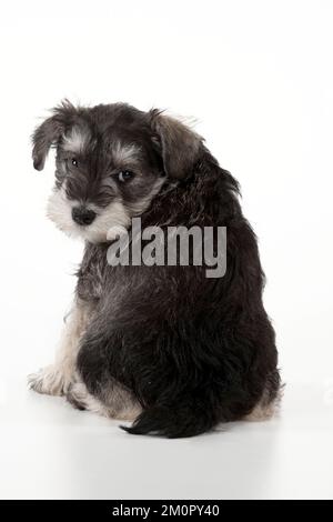 CANE - Schnauzer cucciolo seduta (6 settimane) Foto Stock