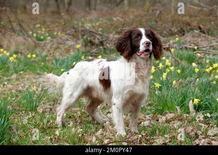 CANE - Inglese springer spaniel in piedi in narcisi Foto Stock