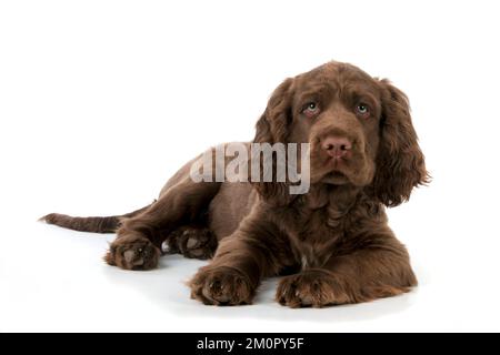 Cane - 14 settimane vecchio Sussex Spaniel cucciolo Foto Stock
