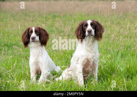 Spandele Springer inglese per cani Foto Stock