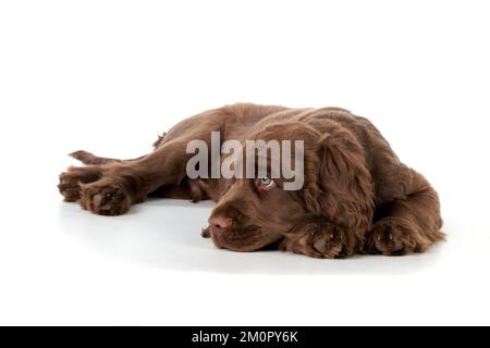 Cane - 14 settimane vecchio Sussex Spaniel cucciolo Foto Stock