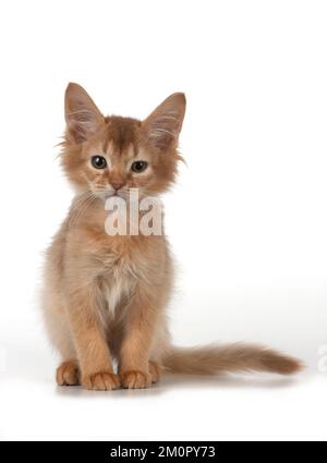 Gatto somalo gattino di 7 settimane Foto Stock