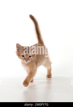 Gatto somalo gattini di 7 settimane Foto Stock
