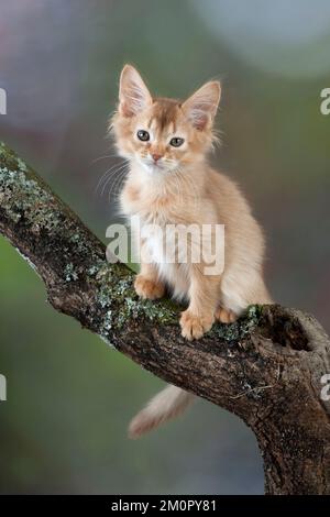 Gatto somalo gattini di 7 settimane Foto Stock