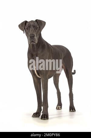 Cane Grande Dane Foto Stock