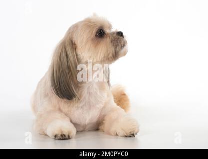 Cane croce razza Shih Tzu / Lhasa Apso ? Foto Stock