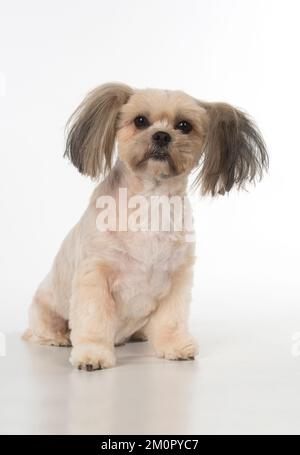 Cane croce razza Shih Tzu / Lhasa Apso ? Foto Stock