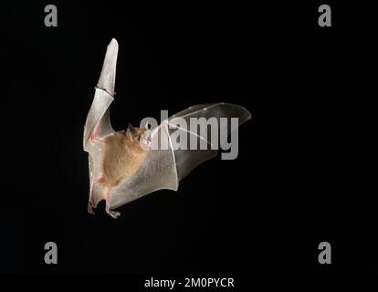Il pipistrello a coda corta di Seba (Carollia perspicillata) che vola di notte, Penisola di Osa, Puntarenas, Costa Rica. Foto Stock