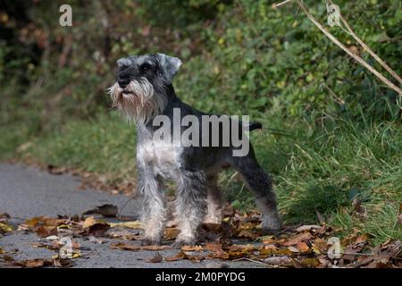 Cane in miniatura Schnauzer Foto Stock