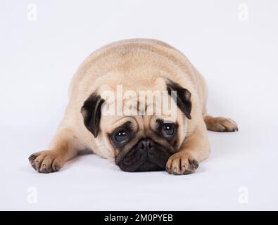 CANE. PUG, sdraiato in basso guardando in alto... Foto Stock