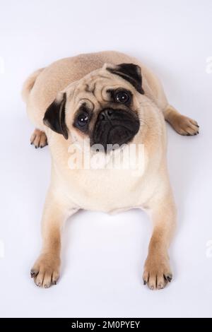 CANE. PUG, sdraiato in basso guardando in alto... Foto Stock