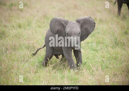 Mammifero. Vitello di elefante di Afrian, Masai mara, kenia Foto Stock