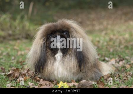 CANE. Pekingese in autunno foglie Foto Stock