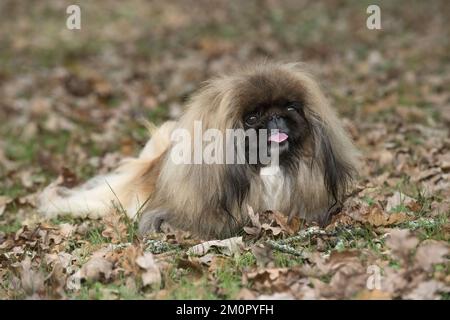 CANE. Pekingese in autunno foglie Foto Stock