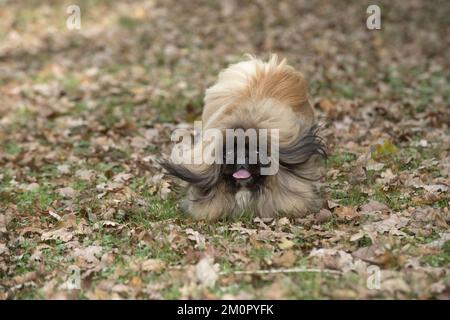 CANE. Pekingese in esecuzione in autunno foglie Foto Stock