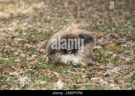 CANE. Pekingese in esecuzione in autunno foglie Foto Stock